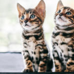 BengalKatt