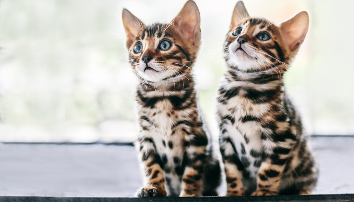 BengalKatt